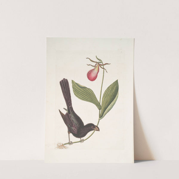 Monedula Tota nigra, The Razor-billed Black-bird of Jamaica; Calceolus &c. by Mark Catesby