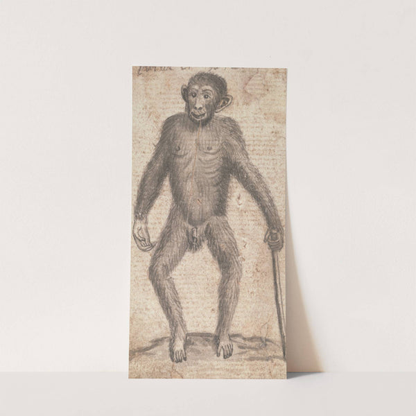 Monkey by Richard Brookes