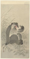 Monkey with insect