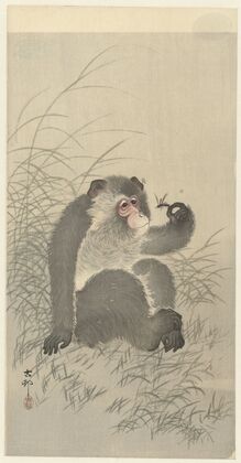 Monkey with insect