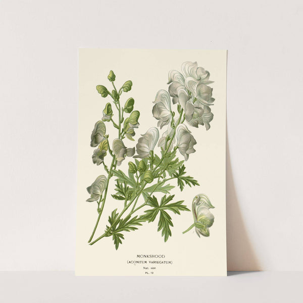 Monkshood (1896-1897) by Edward Step