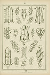 Monogrammy Pl.35
