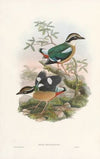 Monograph of the Pittidae Pl.01