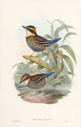 Monograph of the Pittidae Pl.02