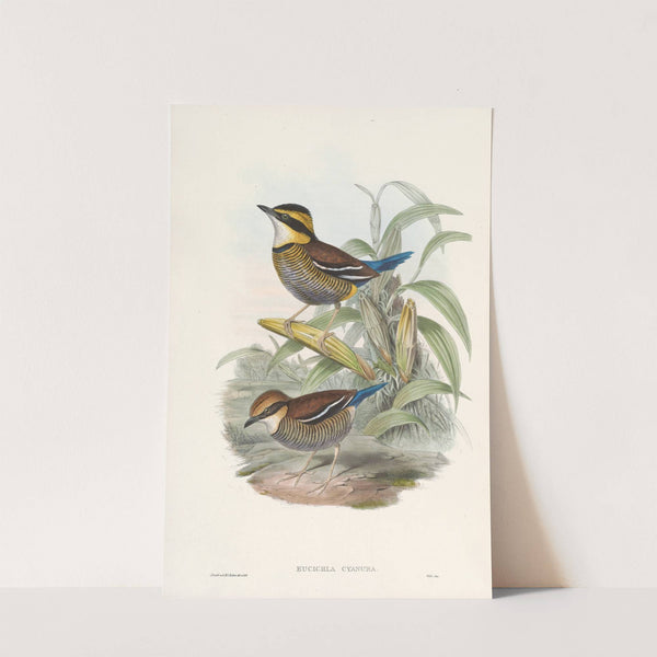 Monograph of the Pittidae Pl.02 (1880) by John Gould