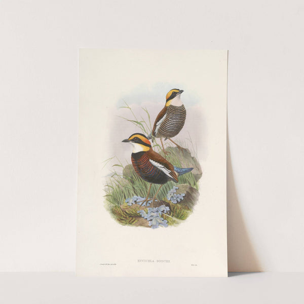 Monograph of the Pittidae Pl.03 by John Gould