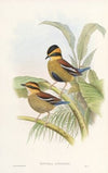Monograph of the Pittidae Pl.04