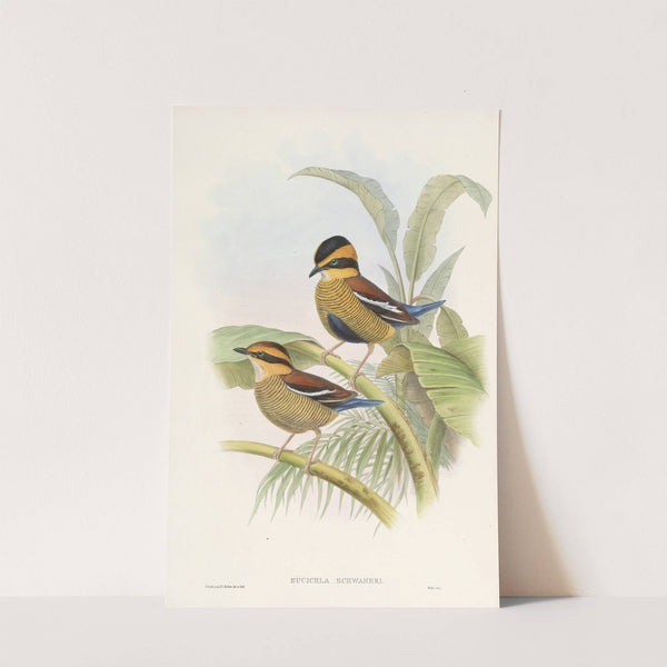 Monograph of the Pittidae Pl.04 by John Gould