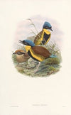 Monograph of the Pittidae Pl.05
