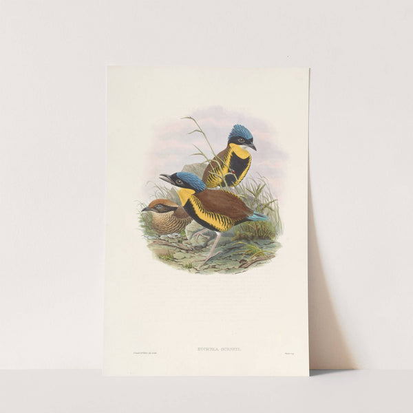 Monograph of the Pittidae Pl.05 by John Gould