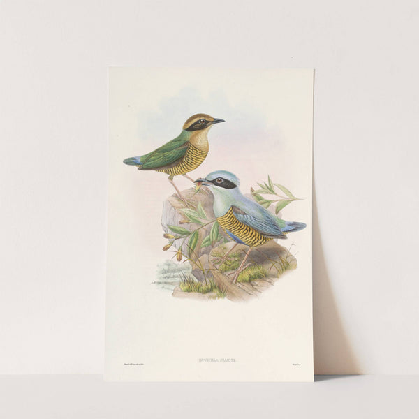 Monograph of the Pittidae Pl.06 by John Gould