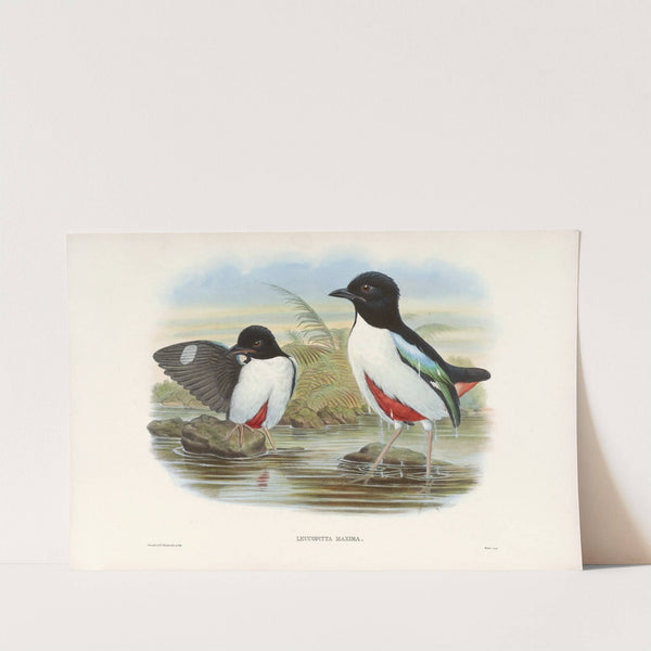 Monograph of the Pittidae Pl.07 by John Gould