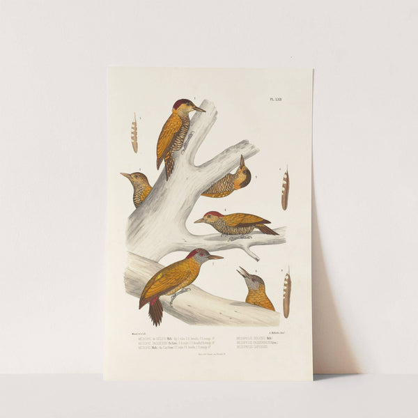 Monographie des picidées pl01 (1861-1862) by Alfred Malherbe