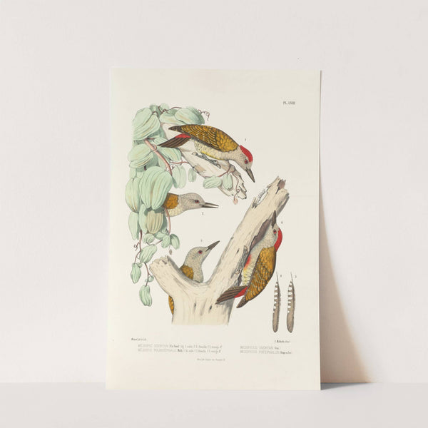 Monographie des picidées pl02 (1861-1862) by Alfred Malherbe