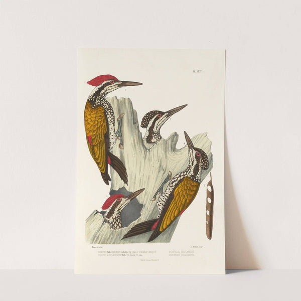 Monographie des picidées pl03 (1861-1862) by Alfred Malherbe