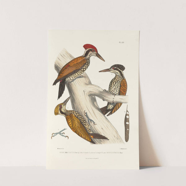 Monographie des picidées pl04 (1861-1862) by Alfred Malherbe