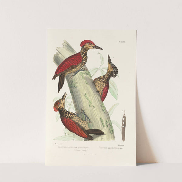 Monographie des picidées pl07 (1861-1862) by Alfred Malherbe