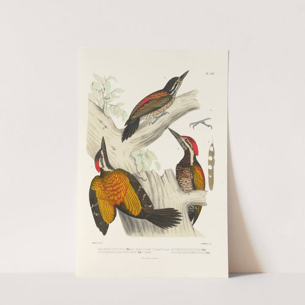 Monographie des picidées pl09 (1861-1862) by Alfred Malherbe