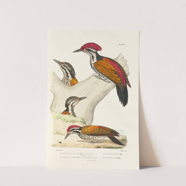 Monographie des picidées pl10 (1861-1862) by Alfred Malherbe