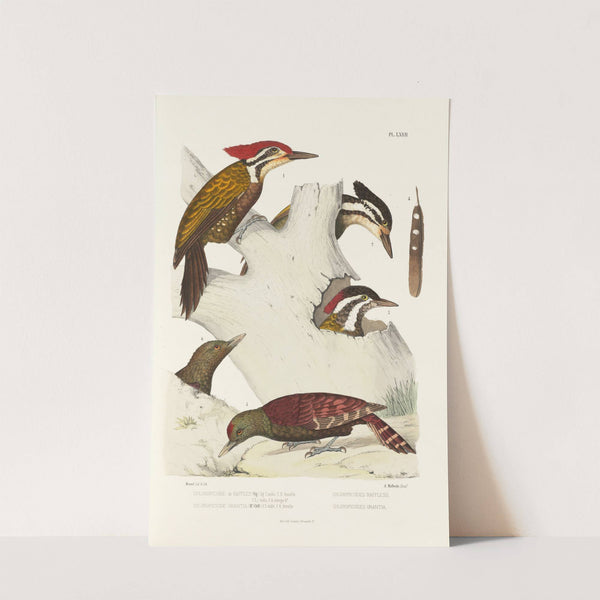 Monographie des picidées pl11 (1861-1862) by Alfred Malherbe