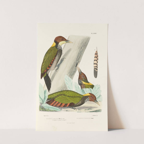 Monographie des picidées pl12 (1861-1862) by Alfred Malherbe