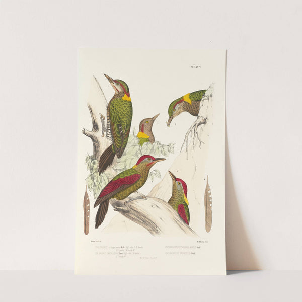 Monographie des picidées pl13 (1861-1862) by Alfred Malherbe