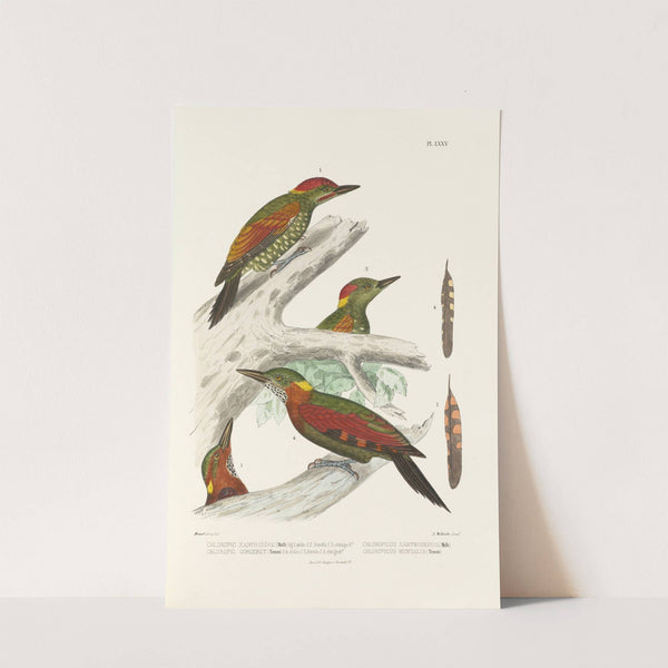 Monographie des picidées pl14 (1861-1862) by Alfred Malherbe