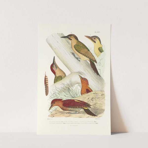 Monographie des picidées pl15 (1861-1862) by Alfred Malherbe