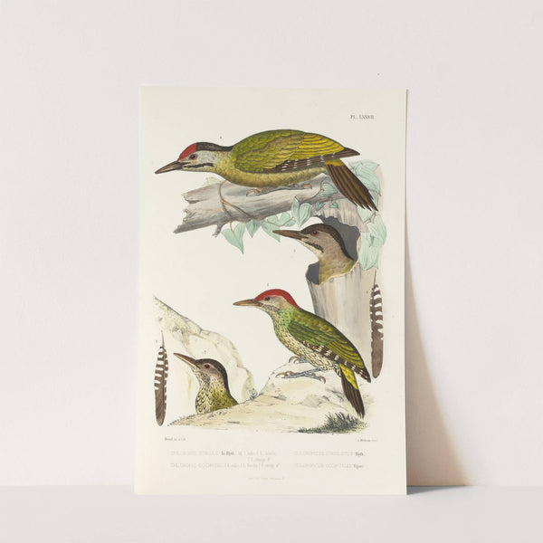 Monographie des picidées pl16 (1861-1862) by Alfred Malherbe