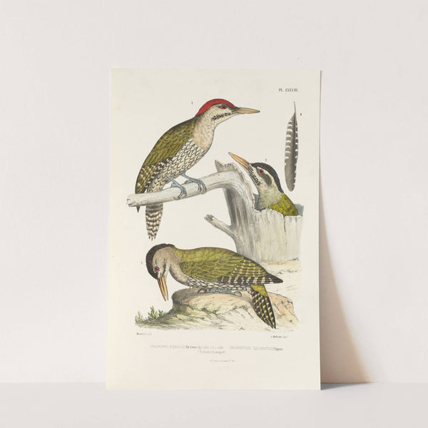 Monographie des picidées pl17 (1861-1862) by Alfred Malherbe