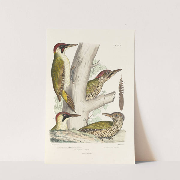 Monographie des picidées pl18 (1861-1862) by Alfred Malherbe