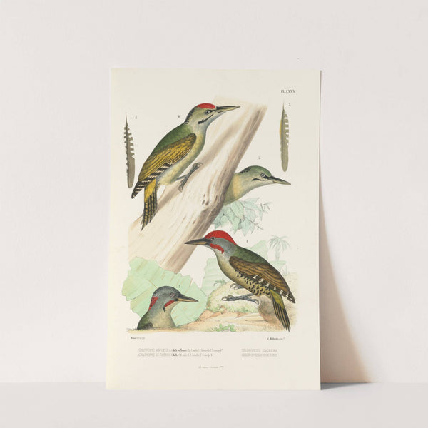 Monographie des picidées pl19 (1861-1862) by Alfred Malherbe