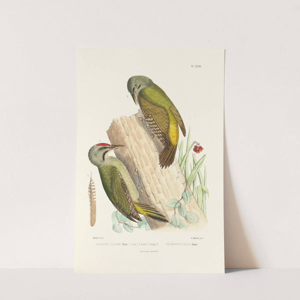 Monographie des picidées pl20 (1861-1862) by Alfred Malherbe