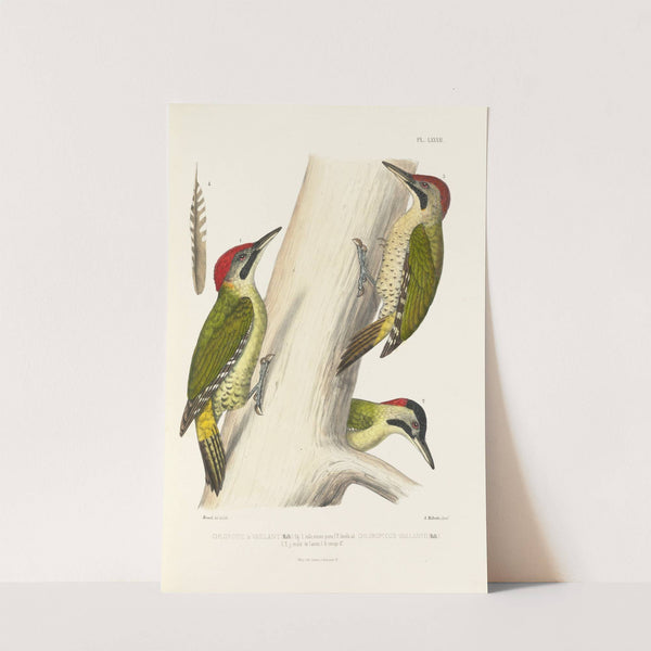 Monographie des picidées pl21 (1861-1862) by Alfred Malherbe