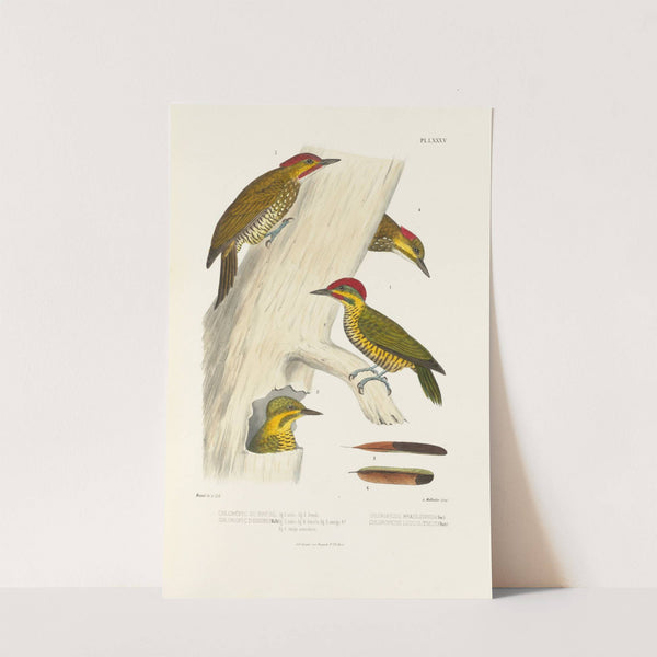 Monographie des picidées pl24 (1861-1862) by Alfred Malherbe