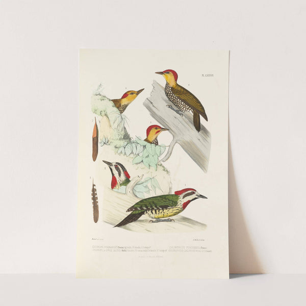 Monographie des picidées pl25 (1861-1862) by Alfred Malherbe