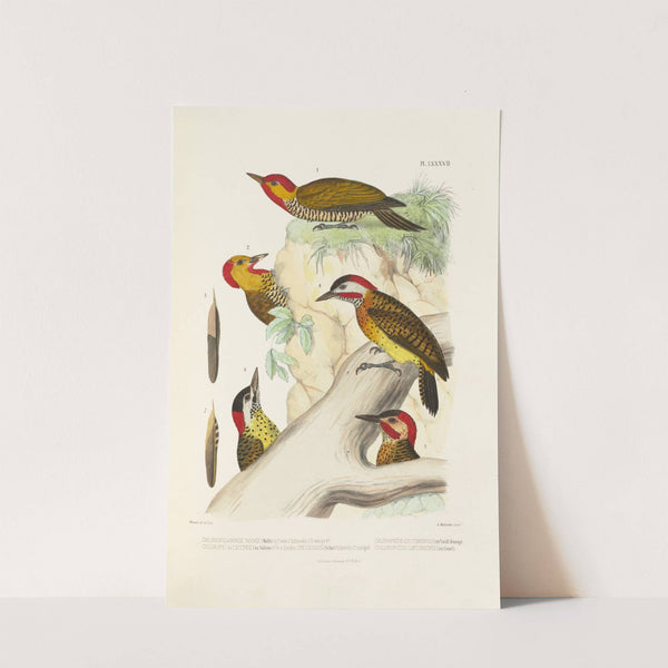 Monographie des picidées pl26 (1861-1862) by Alfred Malherbe