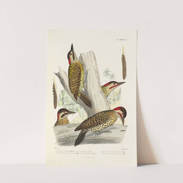 Monographie des picidées pl27 (1861-1862) by Alfred Malherbe