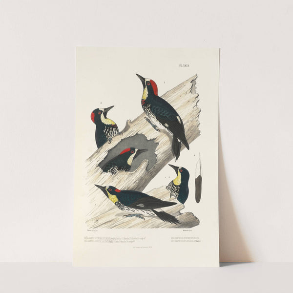 Monographie des picidées pl28 (1861-1862) by Alfred Malherbe