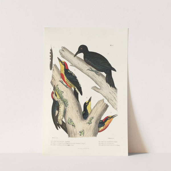 Monographie des picidées pl29 (1861-1862) by Alfred Malherbe