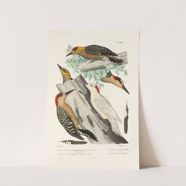 Monographie des picidées pl31 (1861-1862) by Alfred Malherbe