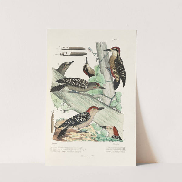 Monographie des picidées pl32 (1861-1862) by Alfred Malherbe