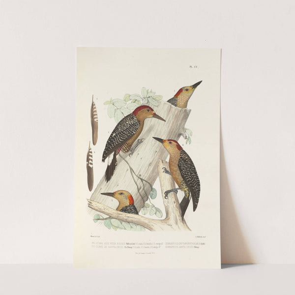Monographie des picidées pl34 (1861-1862) by Alfred Malherbe
