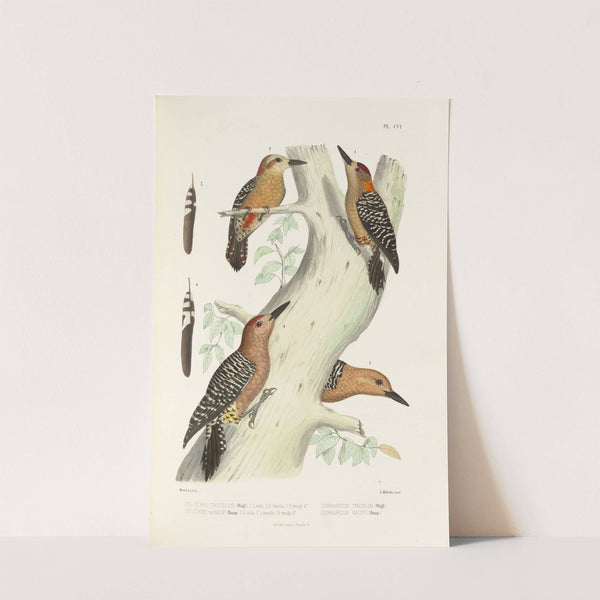 Monographie des picidées pl35 (1861-1862) by Alfred Malherbe