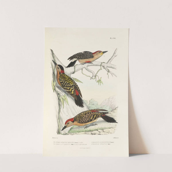 Monographie des picidées pl36 (1861-1862) by Alfred Malherbe