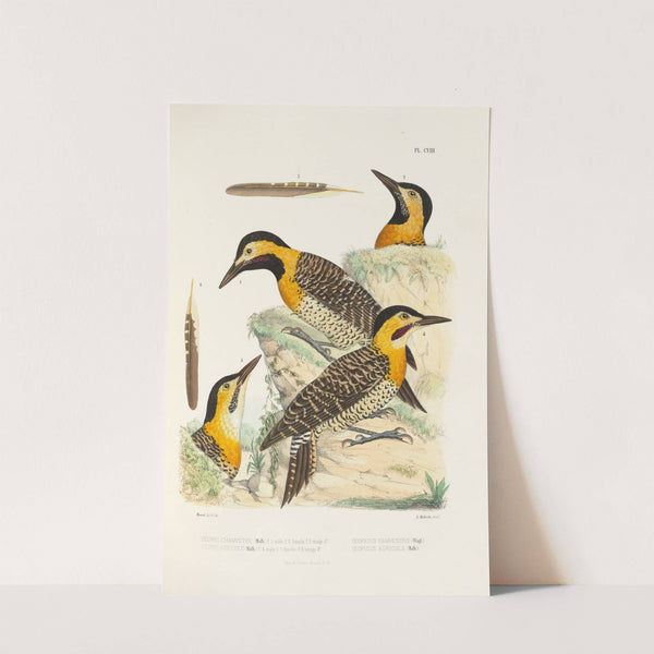 Monographie des picidées pl37 (1861-1862) by Alfred Malherbe