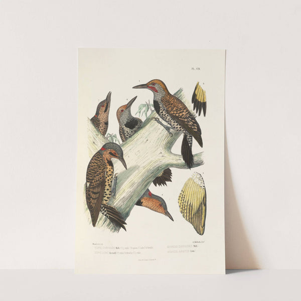 Monographie des picidées pl38 (1861-1862) by Alfred Malherbe