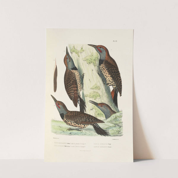 Monographie des picidées pl39 (1861-1862) by Alfred Malherbe