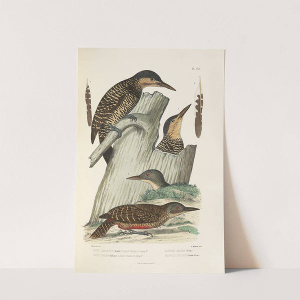 Monographie des picidées pl40 (1861-1862) by Alfred Malherbe