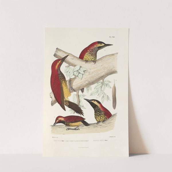 Monographie des picidées pl41 (1861-1862) by Alfred Malherbe